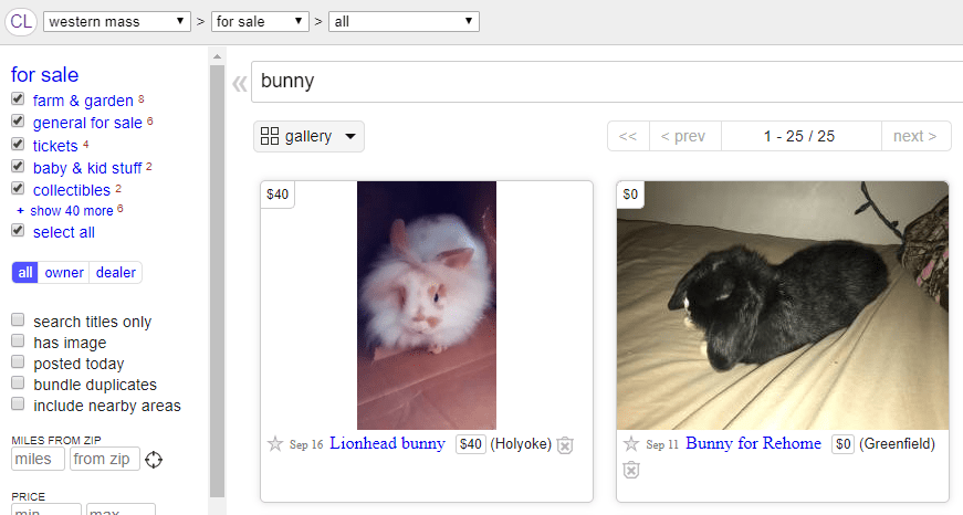 craigslist ad for bunnies