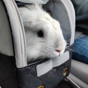 rabbit poking his head out of a pet carrier