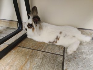rabbit laying down on a tile floor