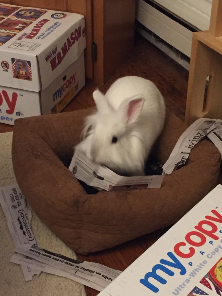 rabbit chewing on newspaper