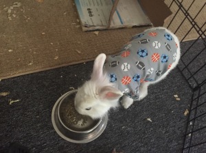 rabbit has to wear a modified baby onsie