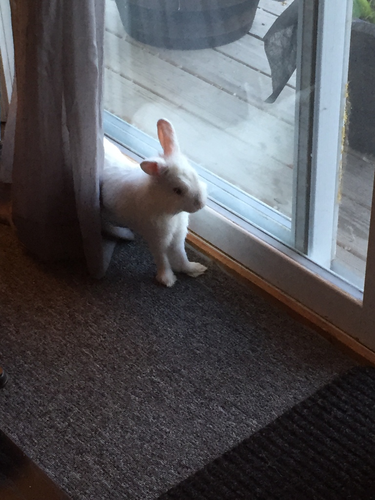 rabbit stretching near a sliding glass door
