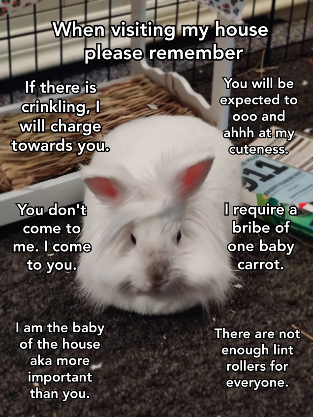 Perfect Meme Rabbit Bunny Memes: A funny collection for rabbit parents to enjoy and share ...