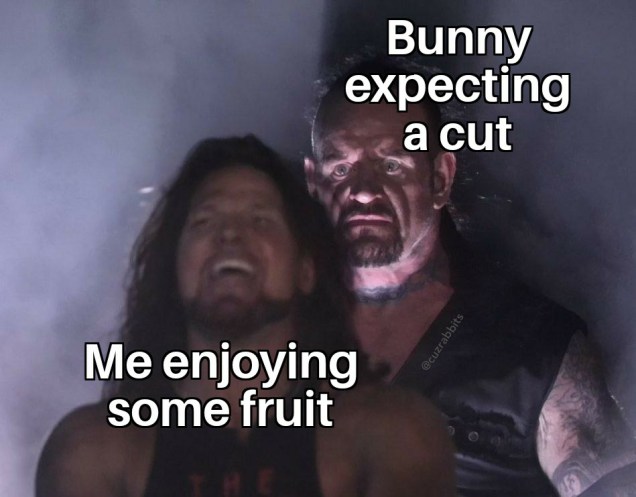 Bunny Memes: A funny collection for rabbit parents to enjoy and share ...