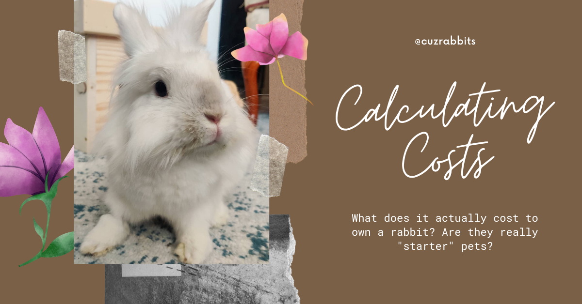 Honest Cost Breakdown: Owning a rabbit is probably more expensive than ...