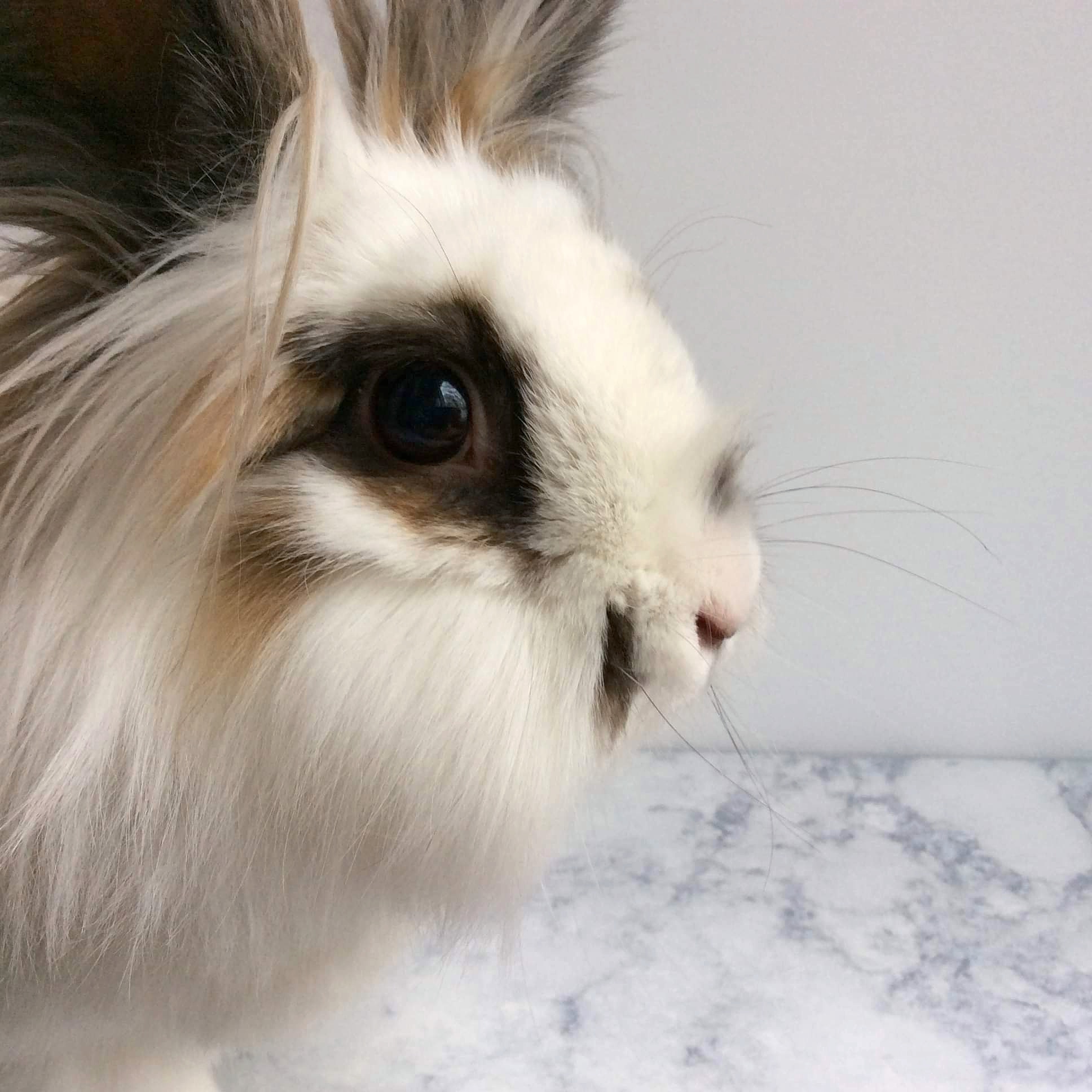 How to take great photos and videos of your rabbit – cuzrabbits