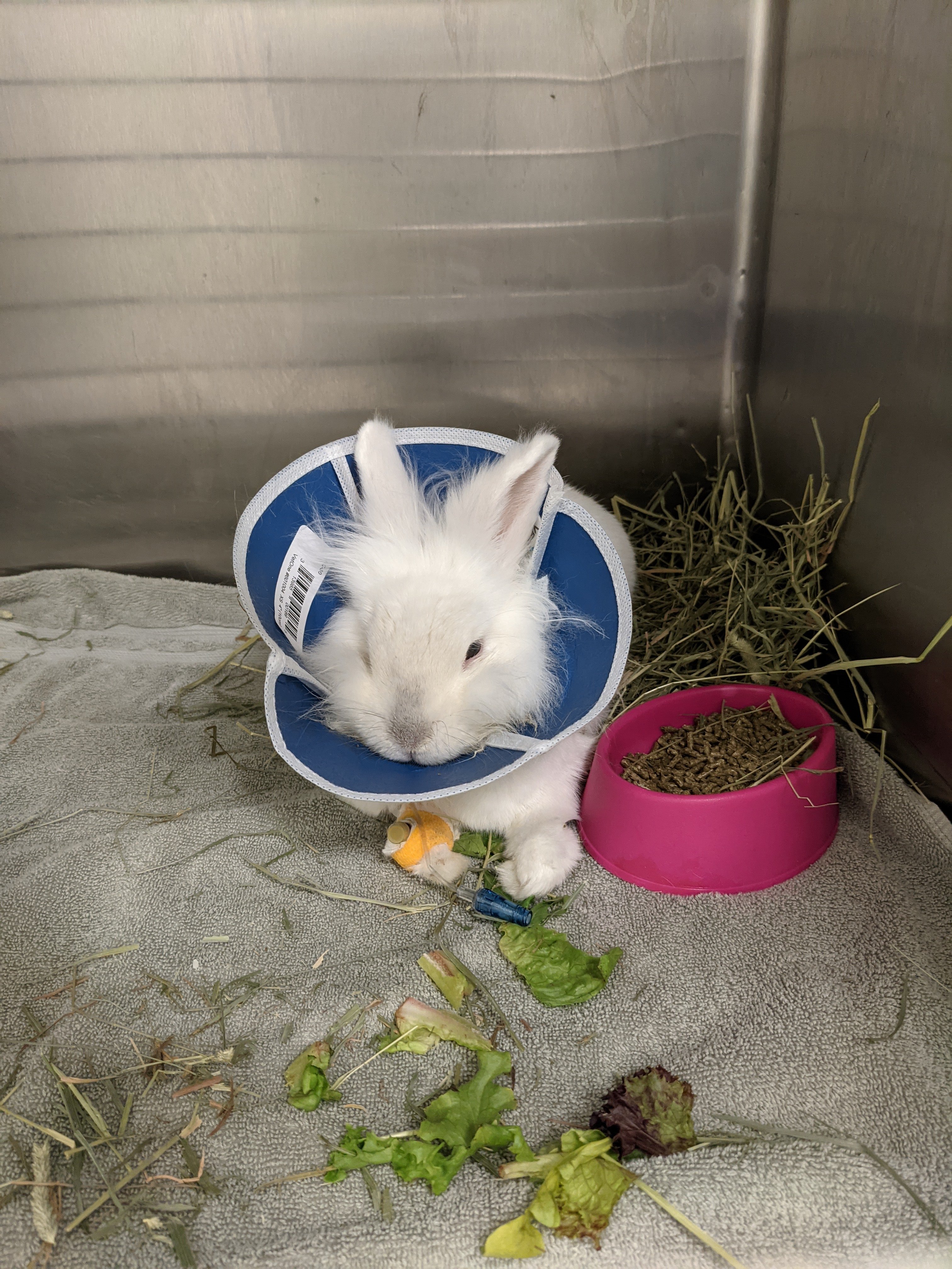 Insurance Pet Rabbits Is Nationwide Pet Insurance worth it for your rabbit? – cuzrabbits