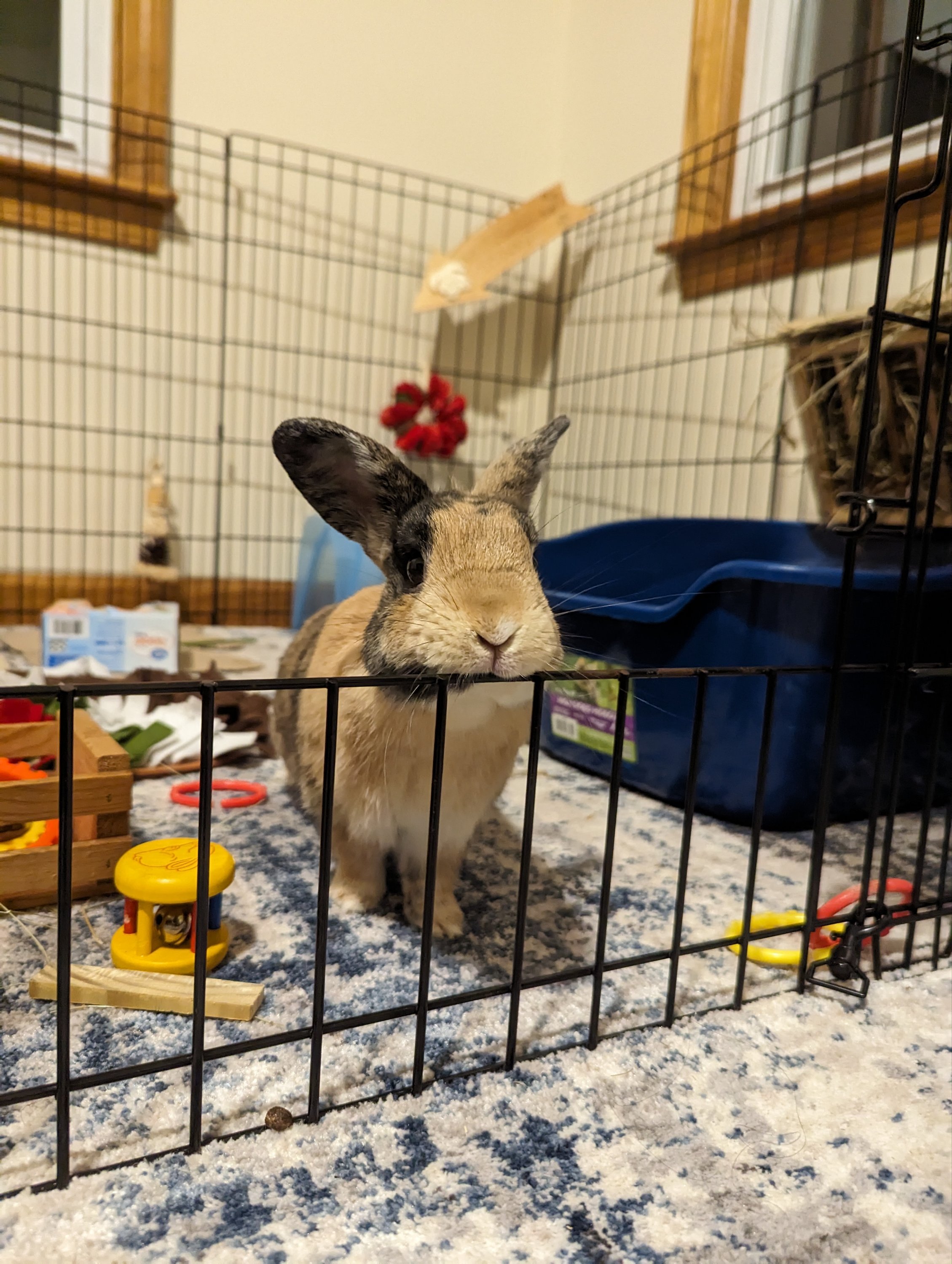 Hamlet Rabbit Inherits Resturants Foster Rabbit #2! Hamlet is ready to be your overlord…I mean, furry ...