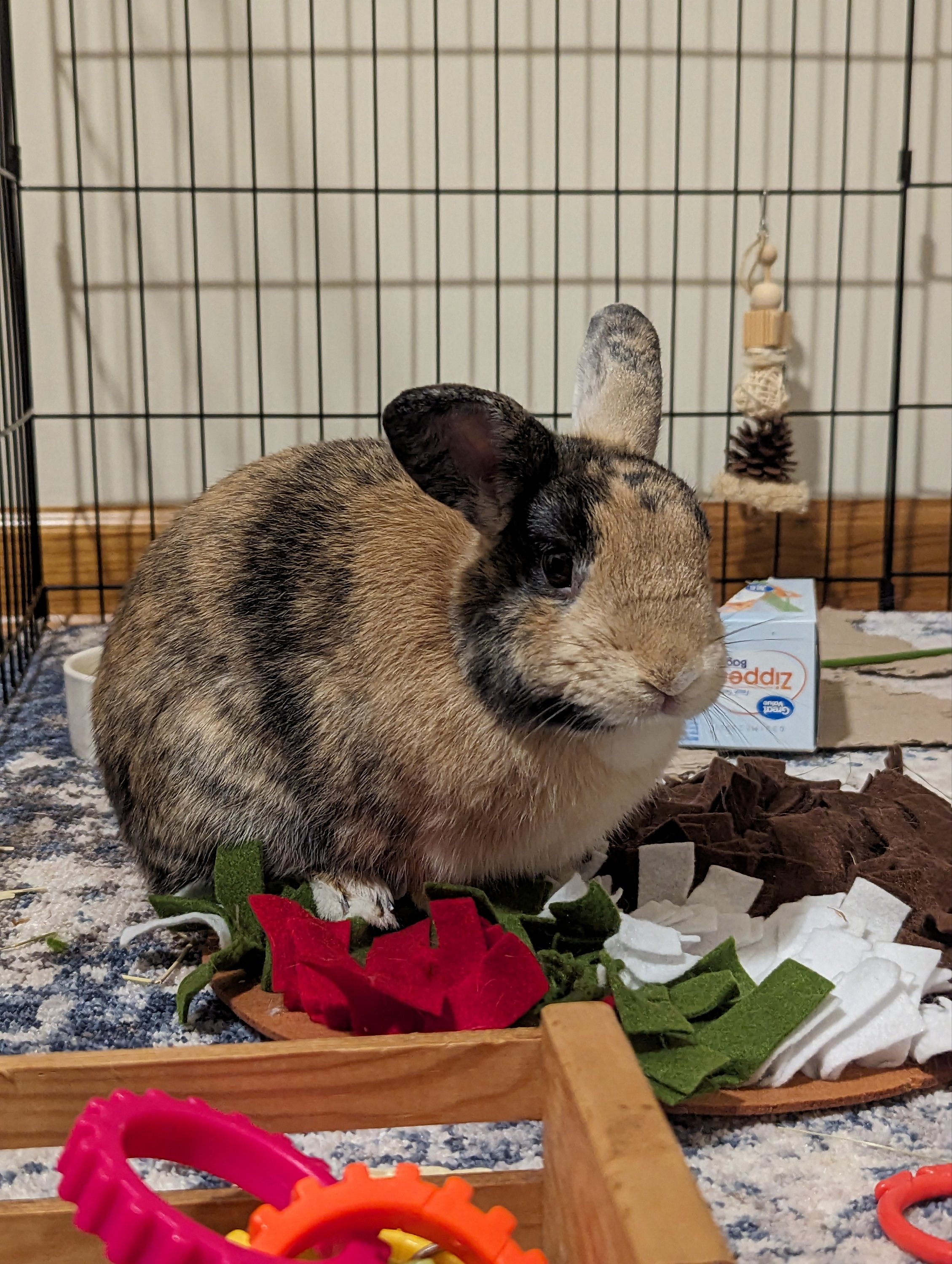 Hamlet Rabbit Inherits Resturants Foster Rabbit #2! Hamlet is ready to be your overlord…I mean, furry ...