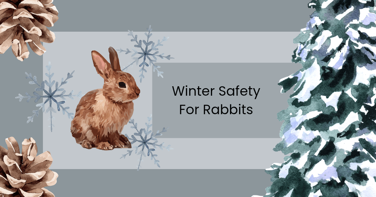 Storm Prep: How to keep your rabbit safe during a&nbsp;snowstorm