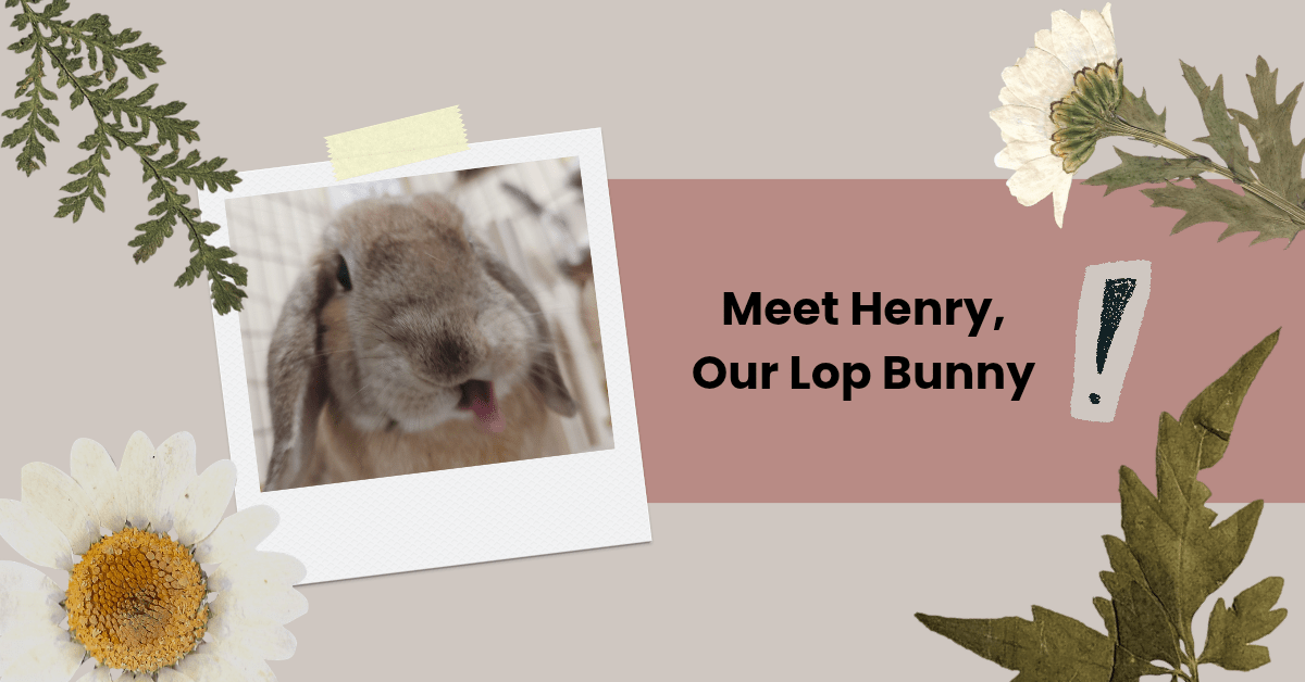 Our Rabbit Adoption Story: How our healing journey led us to adopt&nbsp;Henry